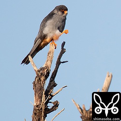 朝日を浴びて落ち着いた様子のアカアシチョウゲンボウの成鳥オス。