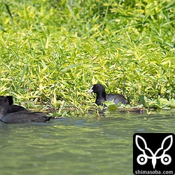 河口にオオバンが4羽やってきていました。葉っぱを一生懸命ついばんでいた。