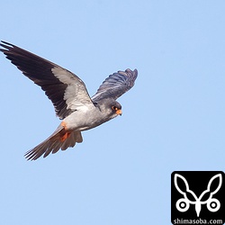 午前8時半ごろから活動しだしホバリングで牧草地の獲物を探していた。