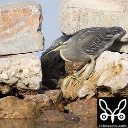 具志干潟のササゴイ。ここでササゴイを見たのは初めてです。