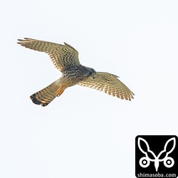 ふつうチョウゲンボウ。目の前でホバリングを何度もしていた。