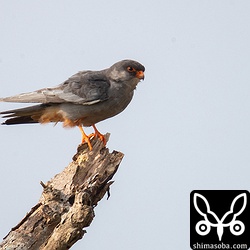 早朝は順光で撮れる。