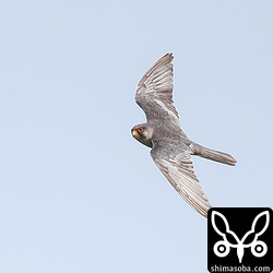 私が帰ってから近くを飛び回ったらしい。これは少し距離がある。