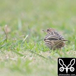 10羽ほどのムネアカタヒバリがいました。