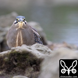 ずいぶん褐色味の強いササゴイでした。