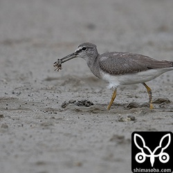 キアシシギはシオマネキをゲット。