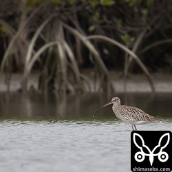 数日前から滞在のダイシャクシギ。