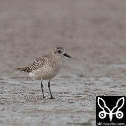 ダイゼンは数羽。