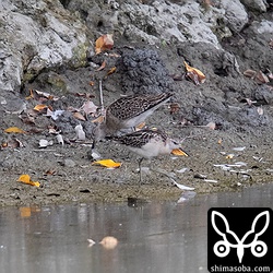 三角池にエリマキシギの幼鳥オスとメスがいました。
