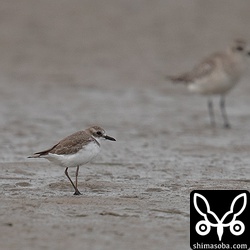 メダイチドリ。嘴が大きく見えオオメダイチドリっぽいですが、沖縄にはこんなメダイチドリが結構いる。