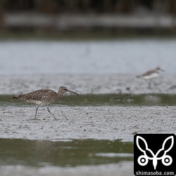 チュウシャクシギが1羽だけ。
