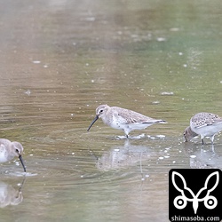 三角池にハマシギが7羽。