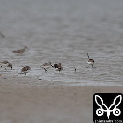 具志干潟にはハマシギが5羽。