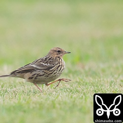 野球場の芝にはムネアカタヒバリ。