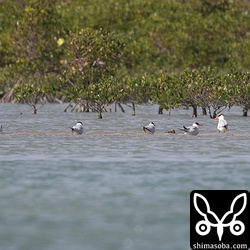 オニアジサシ5羽とズグロカモメ1羽。もう1羽のオニアジサシは飛び回っており、6羽揃うのは撮れませんでした。