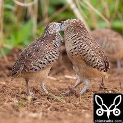 一歩も引かずにお互いの顔に食らいつくミフウズラ。