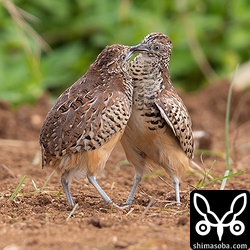 右側の個体の方が、体が大きく優勢。
