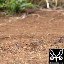 1枚の写真に4個体のミフウズラ。手前の3羽と奥の草むらの右手に1羽。