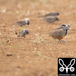 ミフウズラは、スズメと同じぐらいの大きさ。ミフウズラとスズメは、よく同じ餌場にいます。スズメがいたらしばらく観察していると警戒心を解いたミフウズラが現れることが多いです。