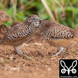戦うミフウズラの後ろをもう1羽のミフウズラが駆け抜けます。それぐらいミフウズラの密度の濃い畑でした。