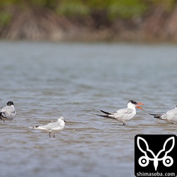 オニアジサシとズグロカモメ。