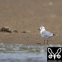 ズグロカモメは1羽。もう少し増えると思います。