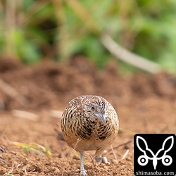 警戒心の薄い個体はこちらにどんどん近づいてきた。