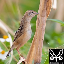 サトウキビの茎に嘴を差し込み餌を探すセッカ。