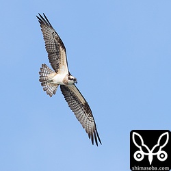 ミサゴも時折やってきては魚を捕まえていた。