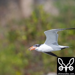 飛びながらひとのみ。
