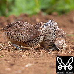 相手を組み伏せようとお互い必死の形相。
