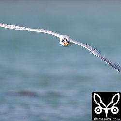 水面をかすめるオニアジサシ。