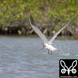 風向きが悪く、ドボンは全て後ろ向き。狩りは成功。魚をくわえています。