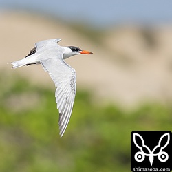 このオニアジサシは初列風切の換羽をあと4枚残しています。