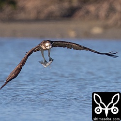 ミサゴは、いつもうまそうな魚を捕っています。