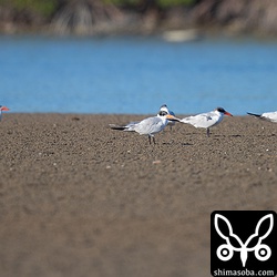 オニアジサシの群れは、1羽減って5羽になっていた。