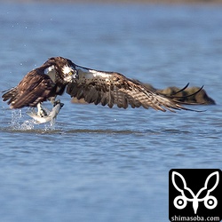 ミサゴは、数回羽ばたくと離水。大きなミナミクロダイを掴んでいた。