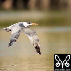 オニアジサシの大きさはミサゴに遜色ないぐらいですが、ミサゴの急降下に驚いて飛び去ってしまった。