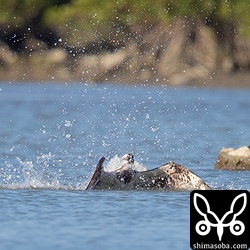 体は1メートルほど水中に没しました。