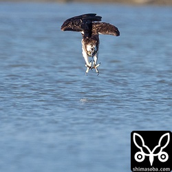 足を前に突き出し、爪を前後に2本ずつ大きく開き水中に突入します。