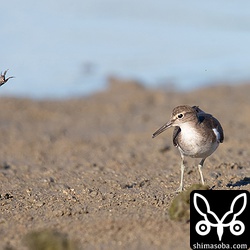 じっと座っていると目の前までイソシギがやってきた。左上には宙を舞うカニ。^^;