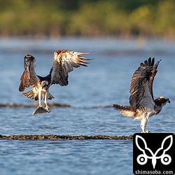 ロウニンアジを捕まえたミサゴは、ミナミクロダイを捕まえたミサゴの隣りで食事。