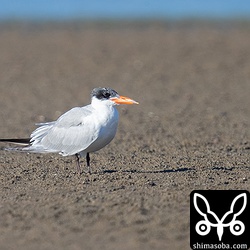 干潟で休むオニアジサシ。