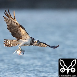 こちらのミサゴは、ロウニンアジを捕まえた。