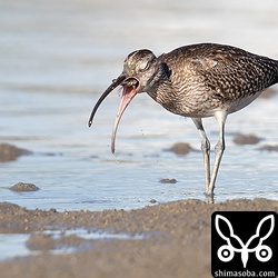 爪も足もそのまま丸呑み。
