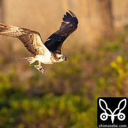 満潮近くなり、岩場が水没したので食べかけのロウニンアジを持ってどこかへ飛んで行った。