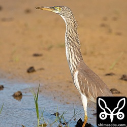 このアカガシラサギは、人や車にはあまり関心を示さないが、サシバには警戒していました。