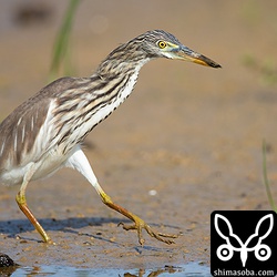 ケラに気づかれないように抜き足差し足忍び足。