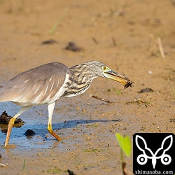 次々とケラばかり捕まえるアカガシラサギ。