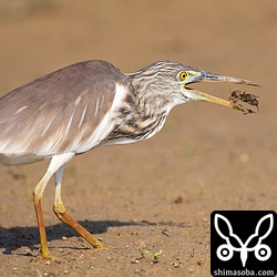 またケラをゲット。